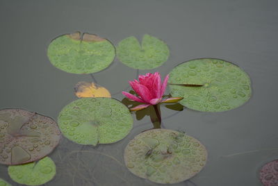 High angle view of pink water lily blooming in lake