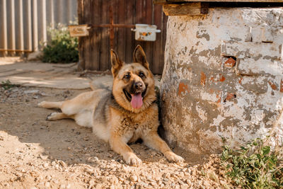 Portrait of a dog