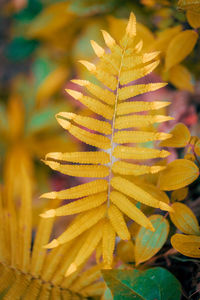 Close-up of yellow maple leaves on plant