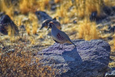 Close-up of bird perching on rock