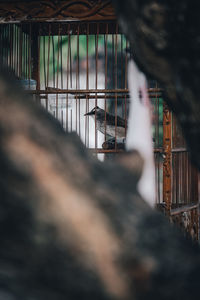 View of cat in cage