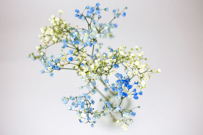 Close-up of white flowers against clear blue sky