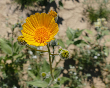 Close-up of yellow flower