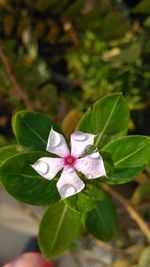 Close-up of wet glass flower