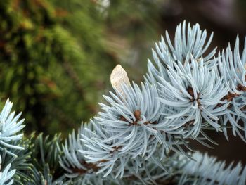 Close-up of white flowering plant