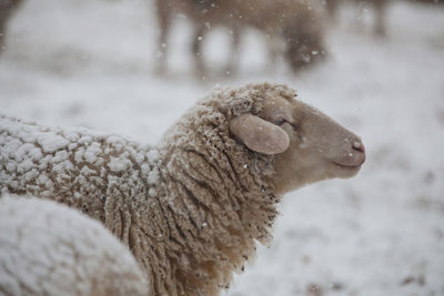 Side view of sheep standing at farm during snowfall