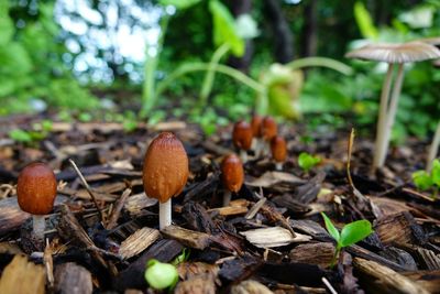 Close-up of mushroom growing in forest