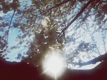 Low angle view of trees against sky