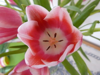 Close-up of pink flower blooming outdoors