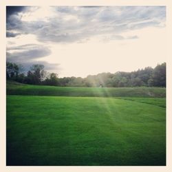 Trees on grassy field