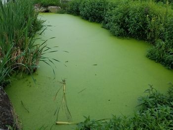 High angle view of lake amidst plants