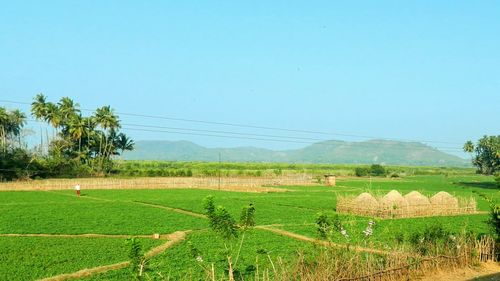 Scenic view of agricultural field against clear blue sky