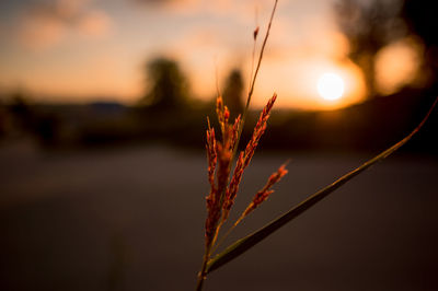 Close-up of plant against blurred background