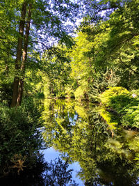 Reflection of trees in lake