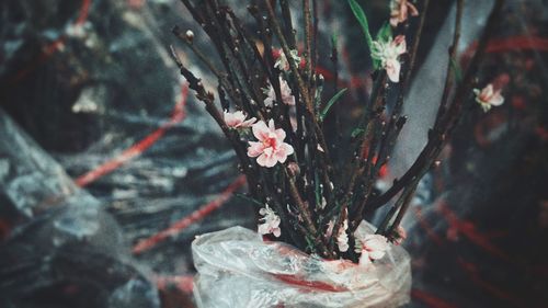 Close-up of red flowering plant