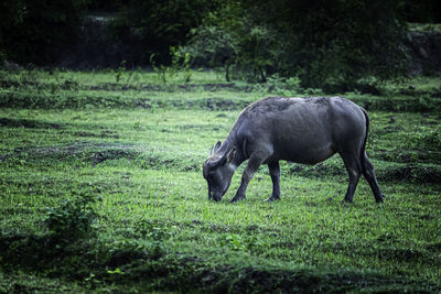 Horse in a field