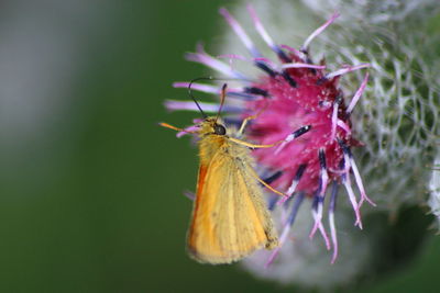 Close-up of insect on flower
