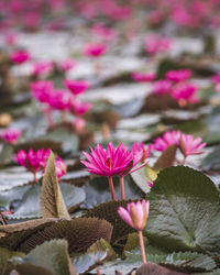 The sea of red lotus, lake nong harn, udon thani, thailand