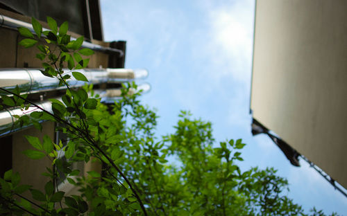 Low angle view of plants against sky