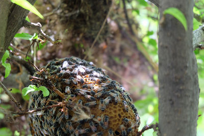 Close-up of insect on tree trunk