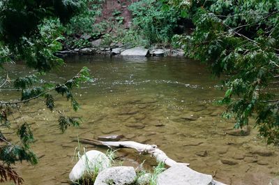 High angle view of lake in forest