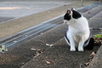 Cat sitting outdoors