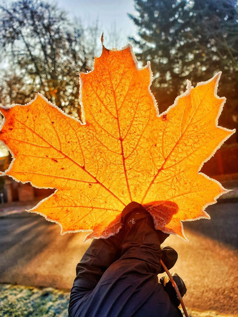 PERSON ON AUTUMN LEAVES