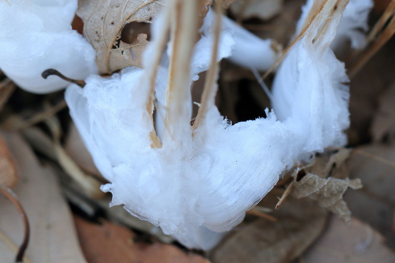 close-up, winter, cold temperature, nature, fragility, snow, ice, frozen, outdoors, no people, day, beauty in nature, flower head