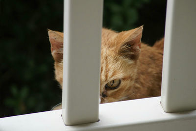 Close-up of cat on table