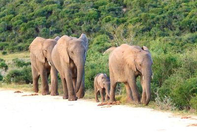 Elephant walking in a farm