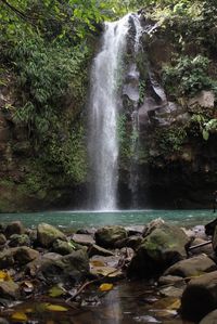 Scenic view of waterfall in forest