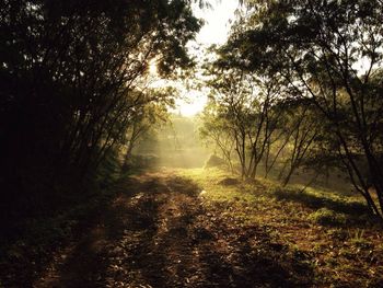 Empty dirt road amidst trees in forest on sunny day