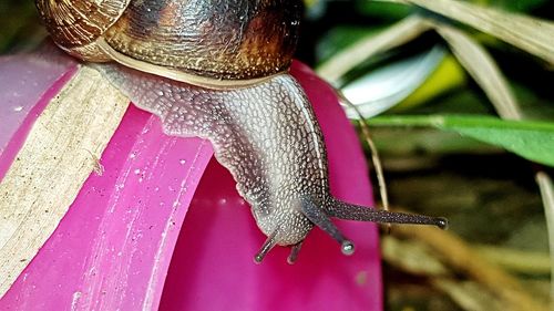 Close-up of snail on leaf