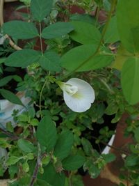 Close-up of white flowering plant