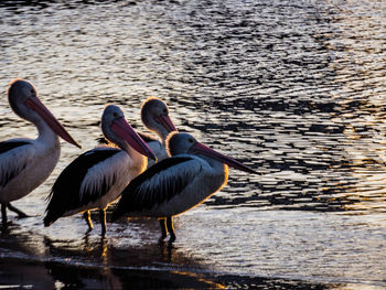 Ducks on lake