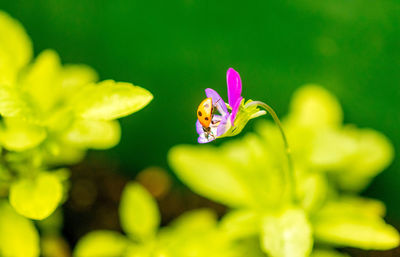 Close-up of insect on pink flower