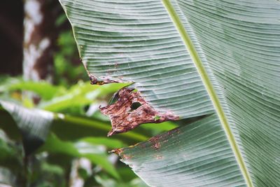 Close-up of grasshopper on leaf