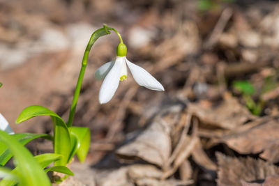 Close-up of white flowering plant on field