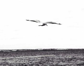 Seagulls flying over sea