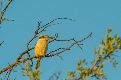 Low angle view of bird perching on branch against blue sky