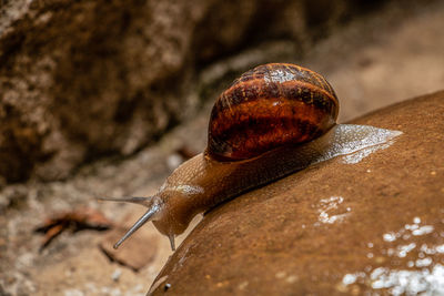 Close-up of snail