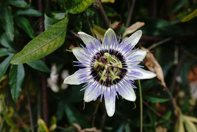 Close-up of purple flower