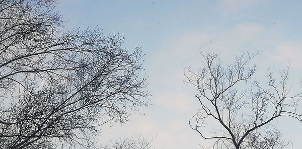 Low angle view of silhouette bare tree against sky