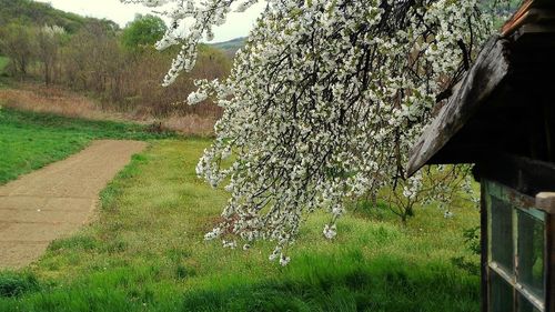 Plants growing on grassy field