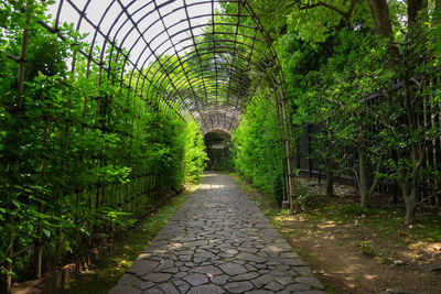 Footpath amidst trees