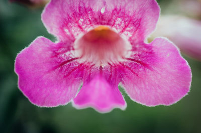 Close-up of pink rose flower