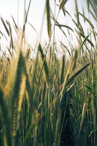 Close-up of stalks in field