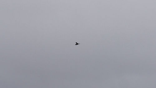 Low angle view of eagle flying against clear sky