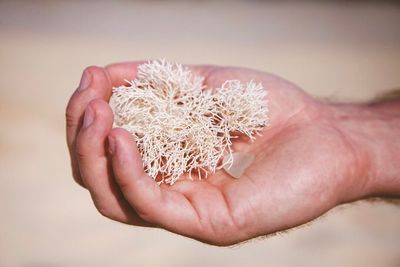 Close-up of hand holding leaf