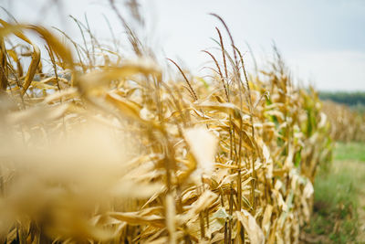 Close-up of stalks in field